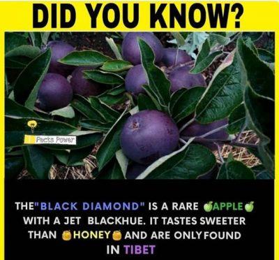 Unveiling the “Black Diamond” Apple: A Sweetness Beyond Compare